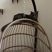 Dobby is registered to the contest to win money with this photo: cat, gray_cat, hanging_chair, wicker_chair, cushion, pillow, indoor, furniture, relaxing, pet, animal, cozy, wall, shelf, metal_chain, home, curious, looking, resting, domestic