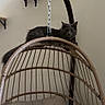 cat, gray_cat, hanging_chair, wicker_chair, cushion, pillow, indoor, furniture, relaxing, pet, animal, cozy, wall, shelf, metal_chain, home, curious, looking, resting, domestic