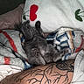 Dobby is registered to the contest to win money with this photo: kitten, cat, sleeping, blanket, pillow, tattoo, arm, indoor, cozy, resting, gray_cat, floral, pattern, fabric, comfort, relaxation, pet, animal, furry, cute