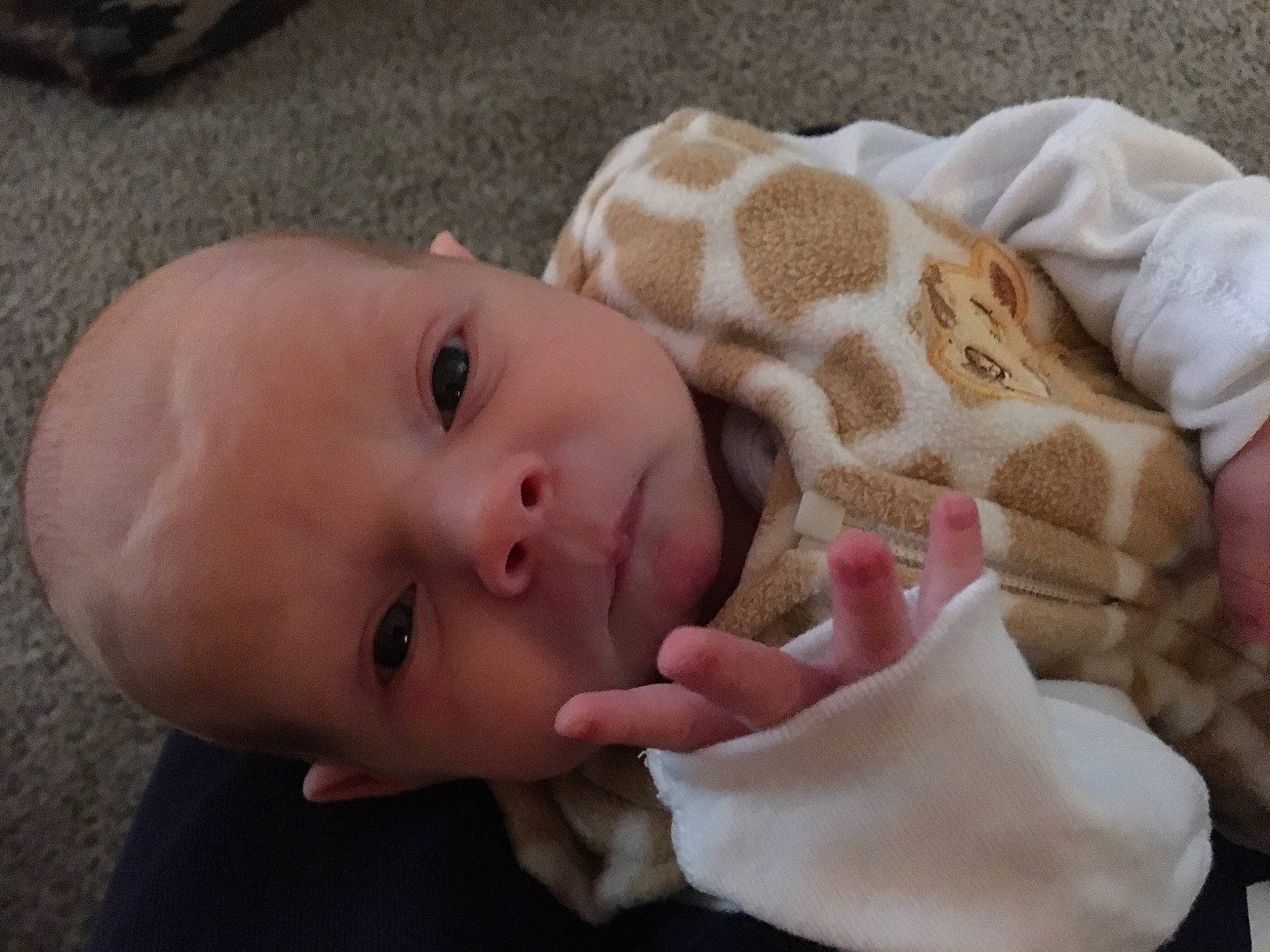 Boone joined the competition — help win amazing prizes! bedtime, cheek, child, ear, eye, face, finger, girl, hand, head, infant, mouth, nap, nose, person, product, skin, sleep, smile, snout