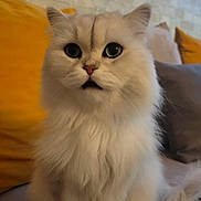 Simba a rejoint le concours — aidez-le/la à gagner de superbes lots ! cat, fluffy_cat, long_hair, cream_colored, sitting, couch, indoor, portrait, pet, feline, large_eyes, open_mouth, whiskers, ears, tail, paws, fur, pillow, brick_wall, cozy