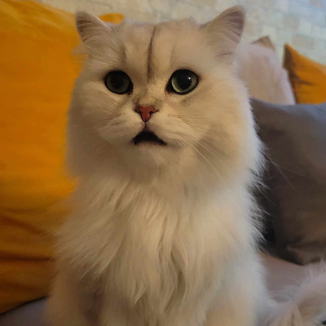 Simba