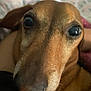 Chicharo is registered to the contest to win money with this photo: animal, brown, canine, closeup, companion, cute, dachshund, dog, expression, eyes, face, fur, indoor, looking, mammal, nose, pet, portrait, snout, whiskers