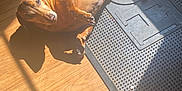 Chicharo is registered to the contest to win money with this photo: animal, brown_dog, canine, companion, cute, dachshund, dog, domestic_animal, floor, indoor, laying_down, mat, paw, pet, relaxed, resting, shadow, sunbeam, sunlight, wooden_floor