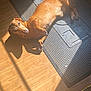 animal, brown_dog, canine, companion, cute, dachshund, dog, domestic_animal, floor, indoor, laying_down, mat, paw, pet, relaxed, resting, shadow, sunbeam, sunlight, wooden_floor