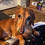 Chicharo joined the competition — help win amazing prizes! animal, blanket, brown, canine, comfort, cozy, cute, dachshund, dog, floor, fur, furniture, home, indoor, laying, paw, pet, portrait, relaxed, wood