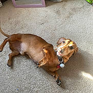Chicharo is registered to the contest to win money with this photo: animal, bag, canine, carpet, collar, dachshund, dog, floor, fur, indoor, light, looking_up, mirror, paw, pet, playful, reflection, shadow, smiling, tag