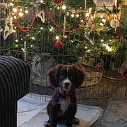 Coco joined the competition — help win amazing prizes! animal, carpet, christmas_tree, cute, decorations, dog, festive, floor_mat, furniture, greenery, holiday_decorations, home, indoor, lights, ornaments, pet, pet_care, puppy, red_collar, training_pad