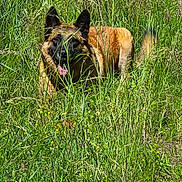 Laiko a rejoint le concours — aidez-le/la à gagner de superbes lots ! dog, grass, greenery, outdoor, nature, animal, meadow, tongue_out, ears, canine, sunlight, field, wildflowers, happy, pet, fur, muzzle, playful, summer, daylight