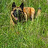 dog, grass, greenery, outdoor, nature, animal, meadow, tongue_out, ears, canine, sunlight, field, wildflowers, happy, pet, fur, muzzle, playful, summer, daylight