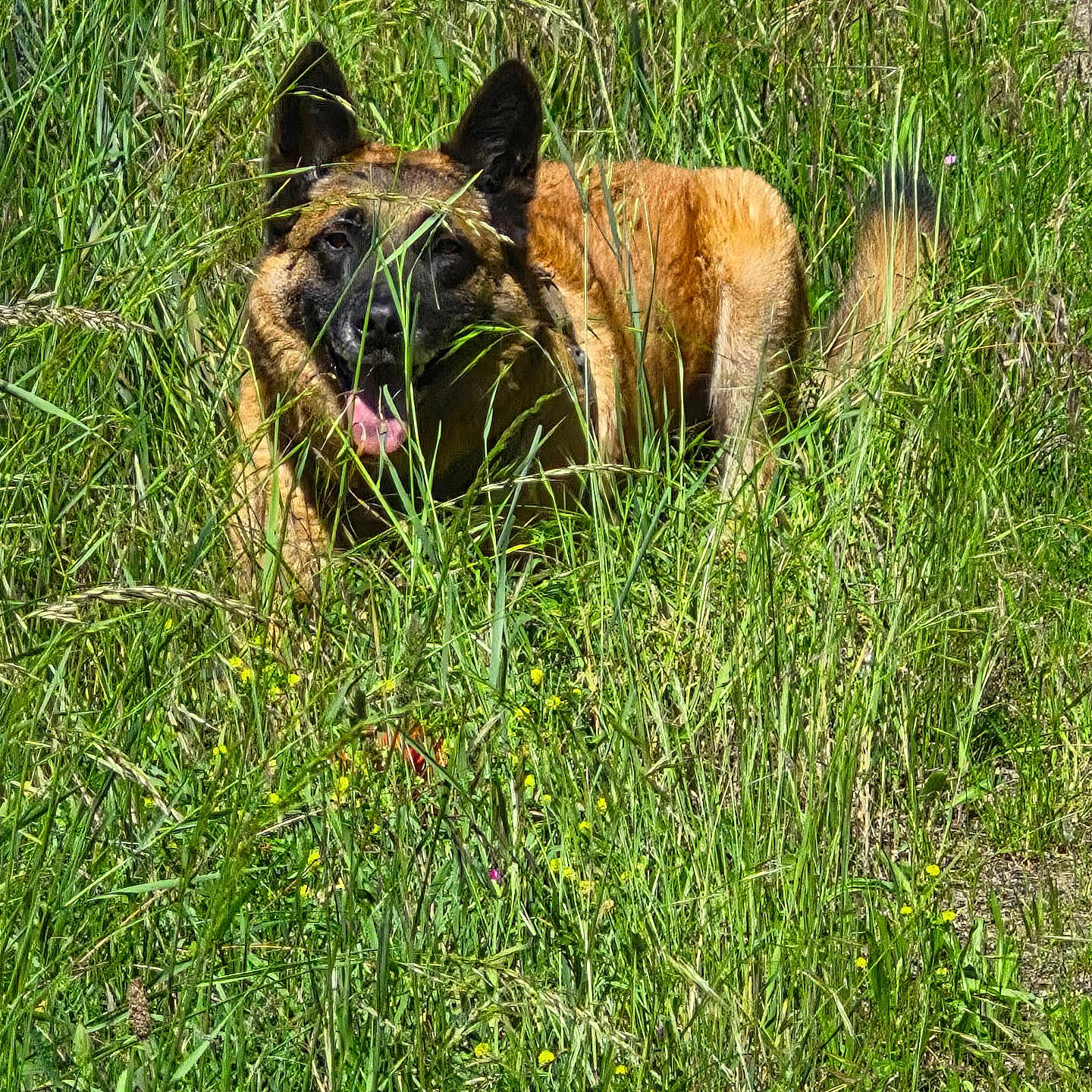 Laiko