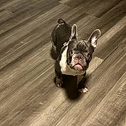 Bugatti is registered to the contest to win money with this photo: french_bulldog, dog, pet, indoor, flooring, wood_floor, animal, looking_up, ears_up, brown, black, white, house, corner, trash_bin, domestic, curious, standing, companion, cute