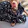 animal, bed, blanket, canine, comfort, cozy, cute, cute_pet, dog, domestic, fur, indoor, nap, paw, pet, pillow, portrait, relaxed, resting, sleepy