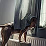 animal, blanket, brown_dog, canine, couch, curtain, curtains, dog, domestic_animal, fabric, furniture, home, indoor, light, pet, radiator, room, shadow, standing, window