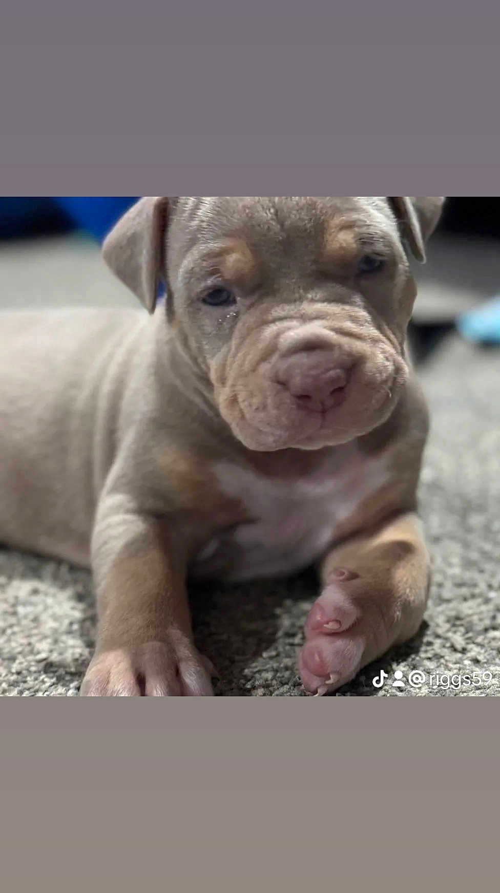 Riggs