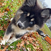 Hades joined the competition — help win amazing prizes! puppy, dog, husky, heterochromia, blue_eye, brown_eye, fur, leaves, grass, outdoor, autumn, pet, animal, cute, closeup, black_and_white, collar, leash, nature, playful