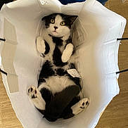 Remus participe au concours pour gagner de l'argent avec cette photo : cat, black_and_white, paper_bag, pet, indoor, curious, wide_eyes, paws, fur, whiskers, tail, animal, cute, looking_up, bag_handle, wood_floor, domestic_cat, relaxed, funny_pose, playful