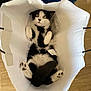 cat, black_and_white, paper_bag, pet, indoor, curious, wide_eyes, paws, fur, whiskers, tail, animal, cute, looking_up, bag_handle, wood_floor, domestic_cat, relaxed, funny_pose, playful
