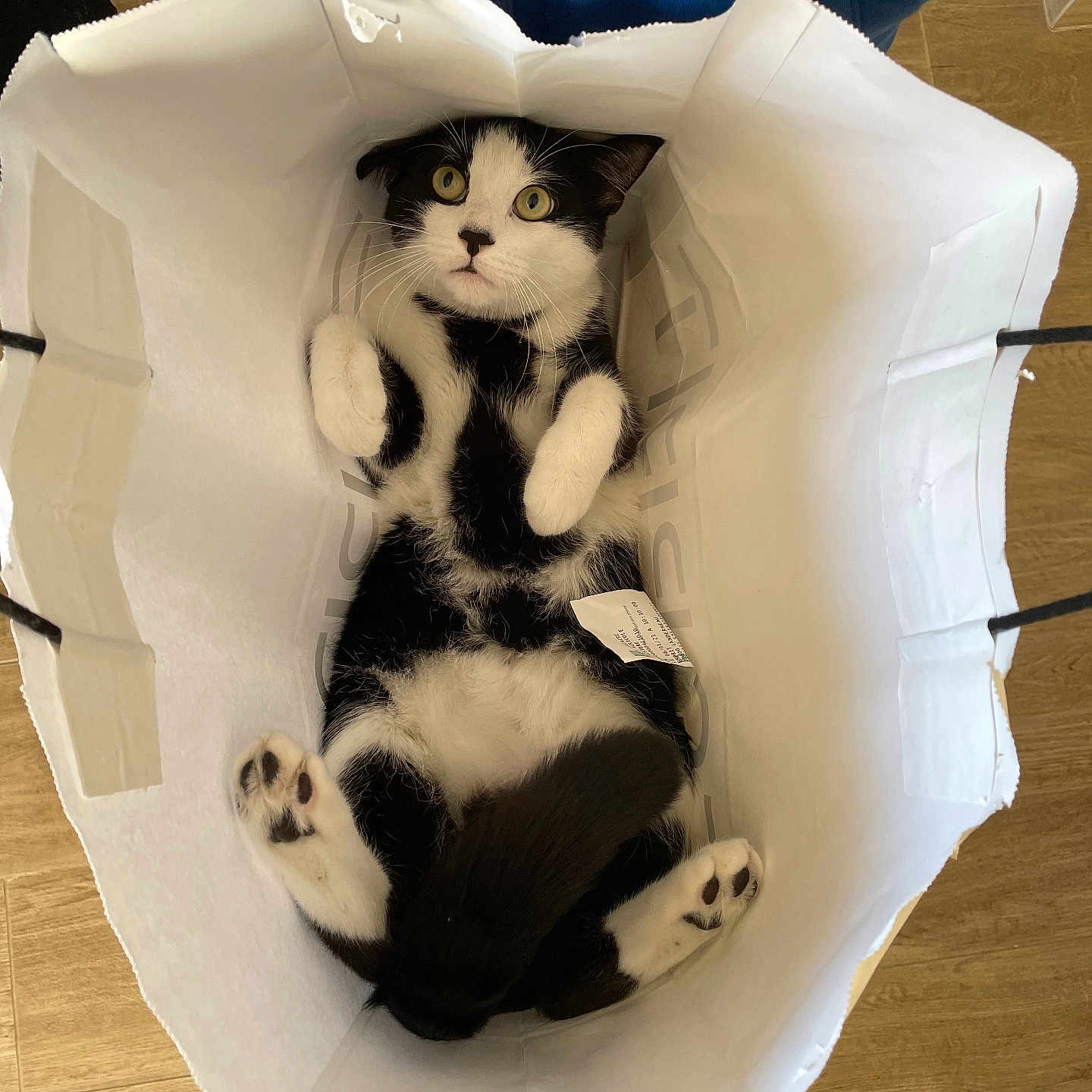 Remus participe au concours pour gagner de l'argent avec cette photo : animal, bag_handle, black_and_white, cat, curious, cute, domestic_cat, funny_pose, fur, indoor, looking_up, paper_bag, paws, pet, playful, relaxed, tail, whiskers, wide_eyes, wood_floor