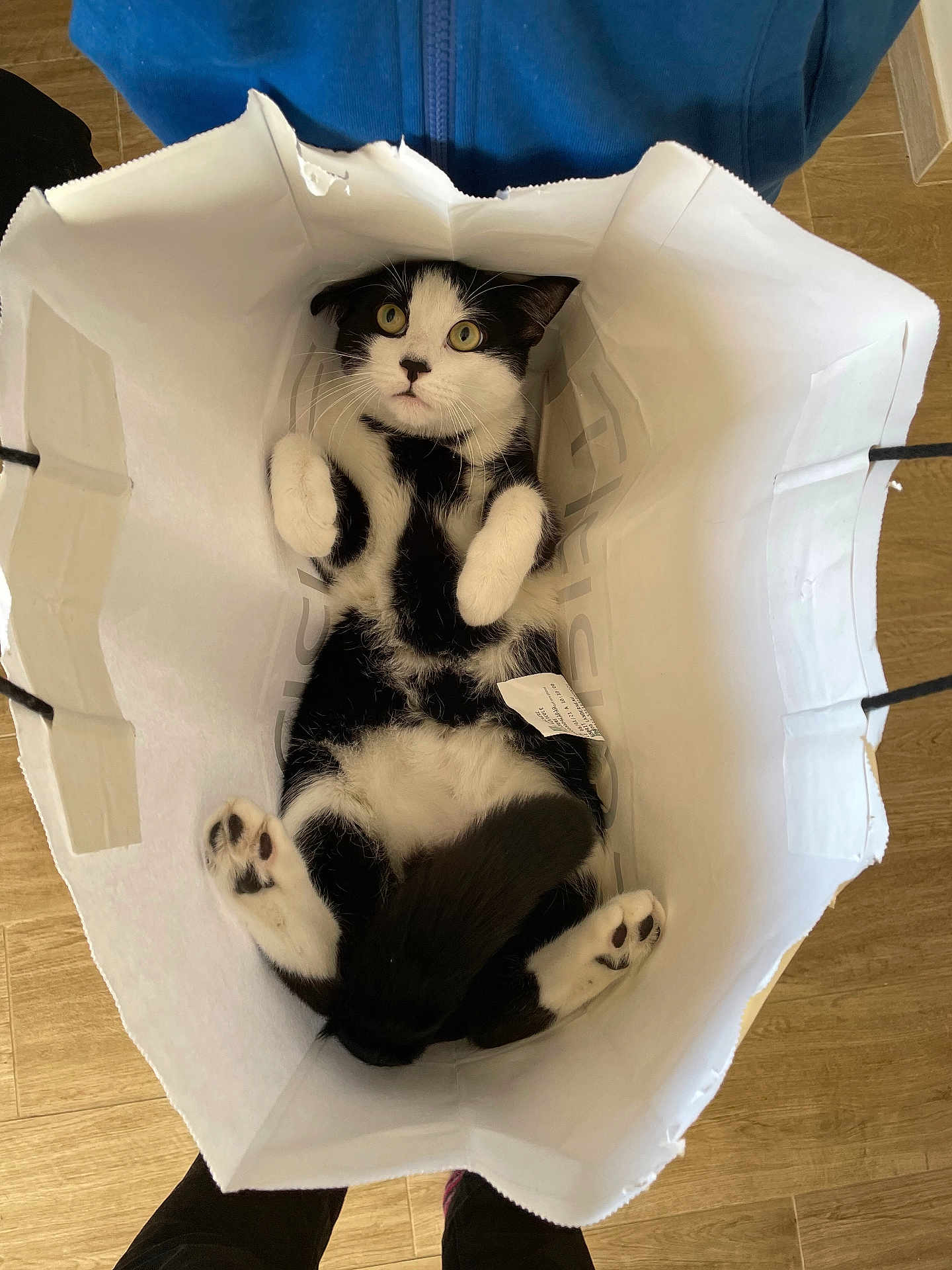 Remus participe au concours pour gagner de l'argent avec cette photo : cat, black_and_white, paper_bag, pet, indoor, curious, wide_eyes, paws, fur, whiskers, tail, animal, cute, looking_up, bag_handle, wood_floor, domestic_cat, relaxed, funny_pose, playful