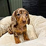 puppy, dachshund, dog, pet, cute, young, canine, bed, indoor, fur, small, animal, spot, ears, eyes, adorable, resting, soft, comfort, background