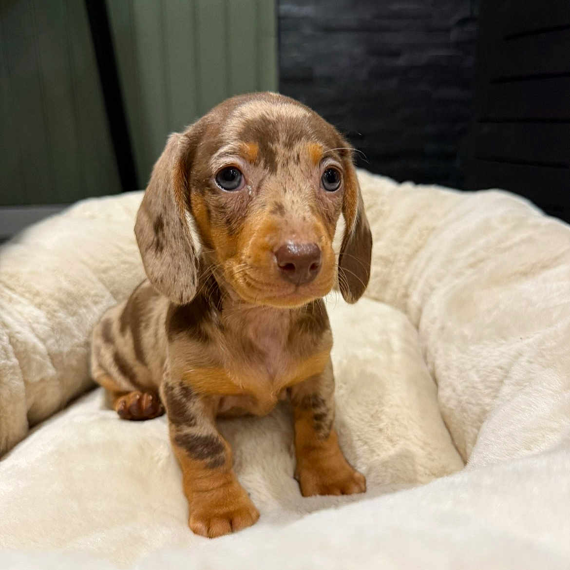 Apy a rejoint le concours — aidez-le/la à gagner de superbes lots ! adorable, animal, background, bed, canine, comfort, cute, dachshund, dog, ears, eyes, fur, indoor, pet, puppy, resting, small, soft, spot, young