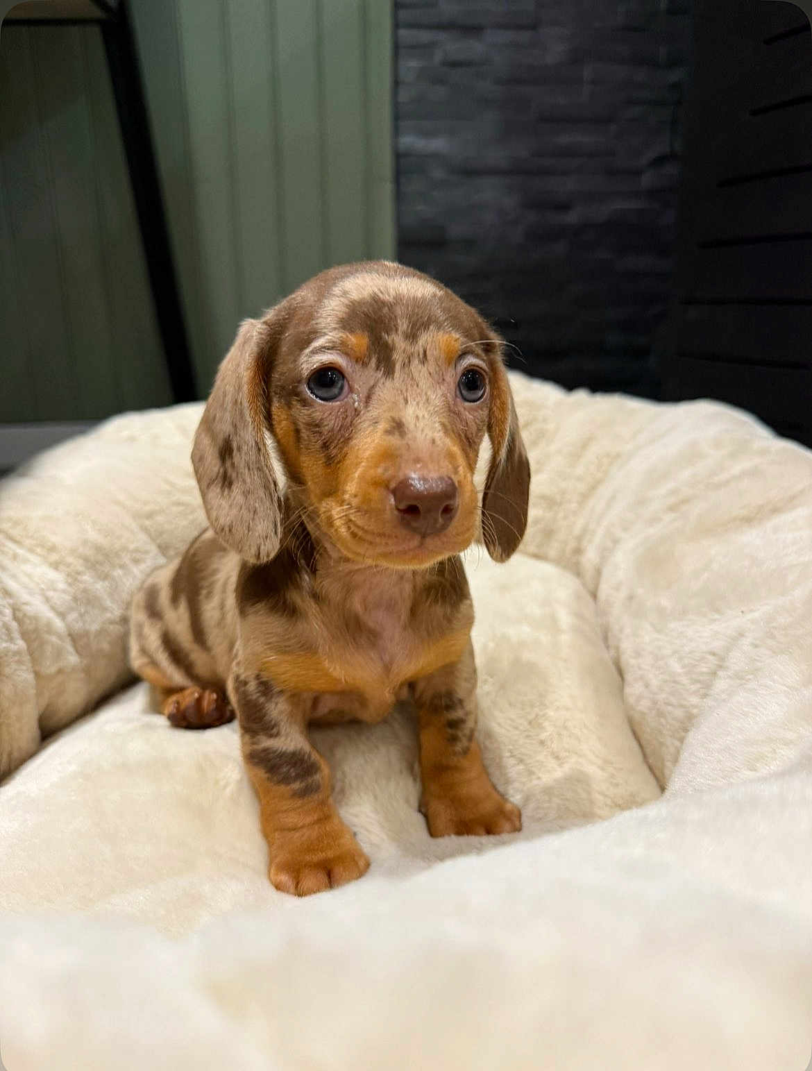 Apy a rejoint le concours — aidez-le/la à gagner de superbes lots ! puppy, dachshund, dog, pet, cute, young, canine, bed, indoor, fur, small, animal, spot, ears, eyes, adorable, resting, soft, comfort, background