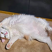 Ego is registered to the contest to win money with this photo: animal, carpet, cat, cozy, cute, domestic_cat, feline, fluffy_fur, indoor, lying_down, orange_patch, pet, pink_nose, playful, relaxed, resting, soft_fur, stretching, white_cat, yellow_eyes