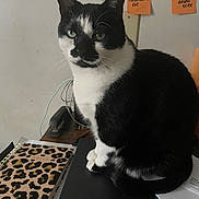 Stitch is registered to the contest to win money with this photo: cat, black_and_white, laptop, notebook, leopard_print, sticky_notes, desk, paper, clutter, indoor, pet, animal, feline, writing, reminder, office, table, close_up, sitting, domestic_animal