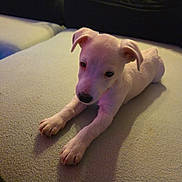 Aura participe au concours pour gagner de l'argent avec cette photo : puppy, dog, pet, white, lying, couch, indoor, cozy, fur, animal, young, cute, paws, ears, face, looking, shadow, soft_light, home, relaxed