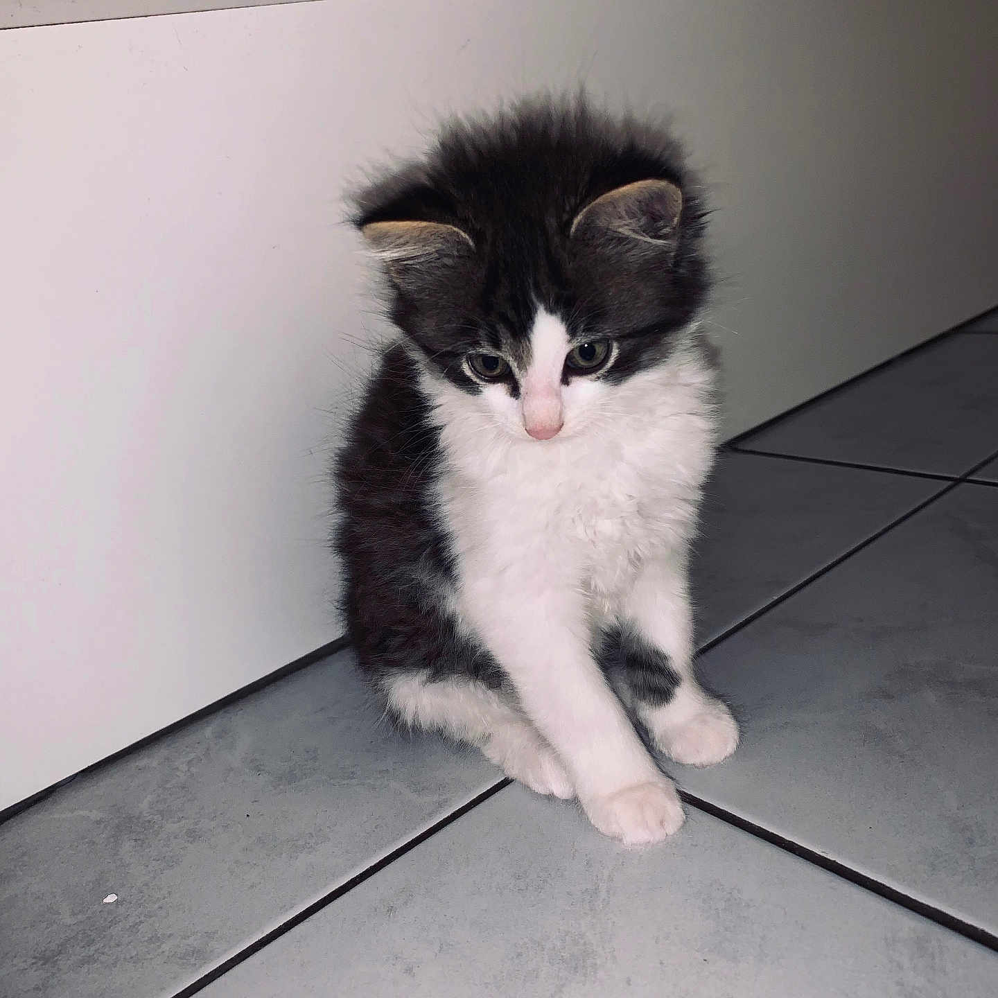 Ruby participe au concours pour gagner de l'argent avec cette photo : animal, black_and_white, cat, curious, cute, domestic, ears, feline, floor, fluffy, fur, indoor, kitten, paws, pet, sitting, small, tile, whiskers, young