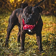 Thor participe au concours pour gagner de l'argent avec cette photo : alert, animal, bandana, brindle, canine, closeup, daylight, dog, ears, field, fur, grass, leash, nature, outdoor, pet, portrait, red_bandana, standing, sunlight