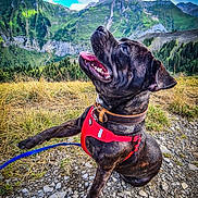 Thor participe au concours pour gagner de l'argent avec cette photo : adventure, animal, canine, clouds, collar, dog, grass, happy, hiking, landscape, leash, mountain, nature, outdoor, pet, playful, rocks, scenery, sky, summer