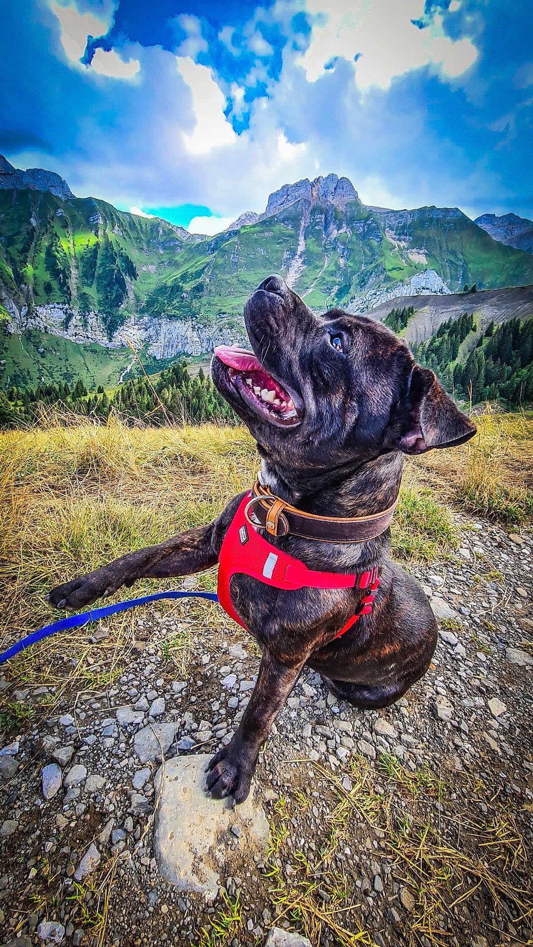 Thor