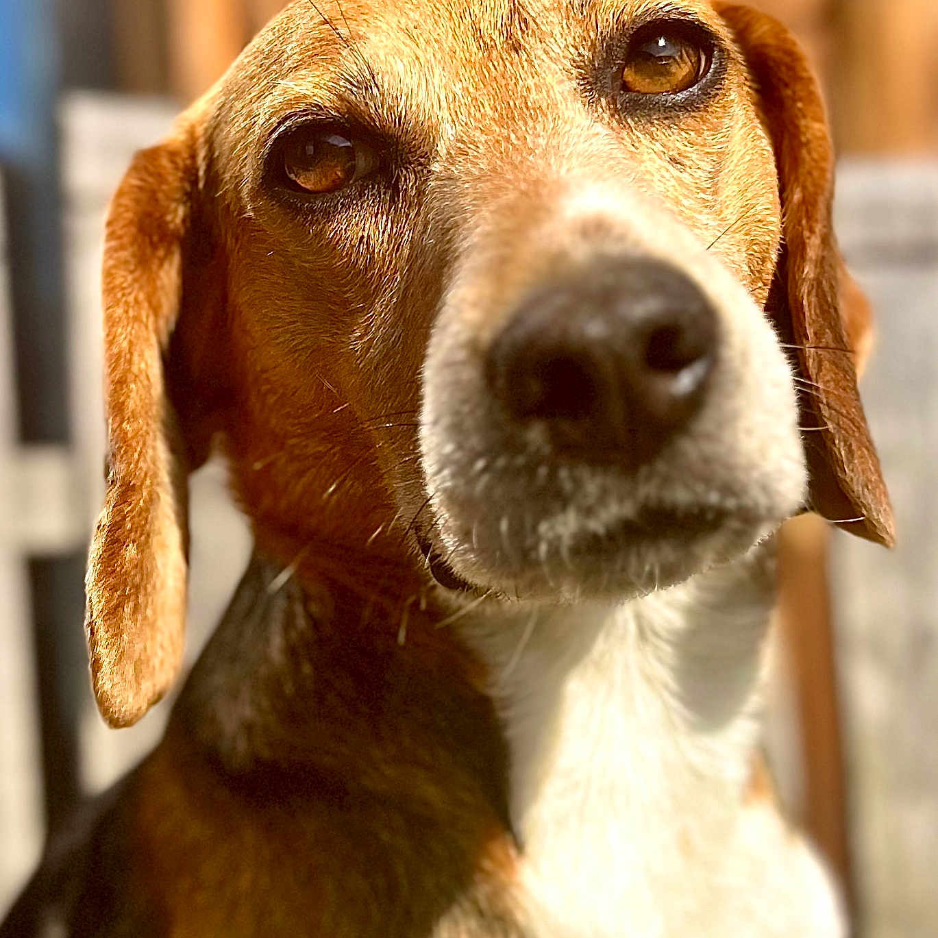 George Dit Djodjo participe au concours pour gagner de l'argent avec cette photo : animal, beagle, canine, dog, hound, labradorretriever, pet, pointer, puppy, snout