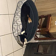 Fox a rejoint le concours — aidez-le/la à gagner de superbes lots ! animal, black_and_white, canine, chair, cozy, dog, domestic, floor, furniture, home, indoor, patterned, pet_bed, quiet, relaxing, resting, sleeping, tiled_floor, water_bowl, wood_stove