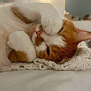 Pickles joined the competition — help win amazing prizes! cat, ginger_cat, white_fur, paw, blanket, knitted_blanket, cozy, indoor, pet, sleepy, cute, feline, relaxed, resting, bedroom, soft_light, close_up, whiskers, ears, nap