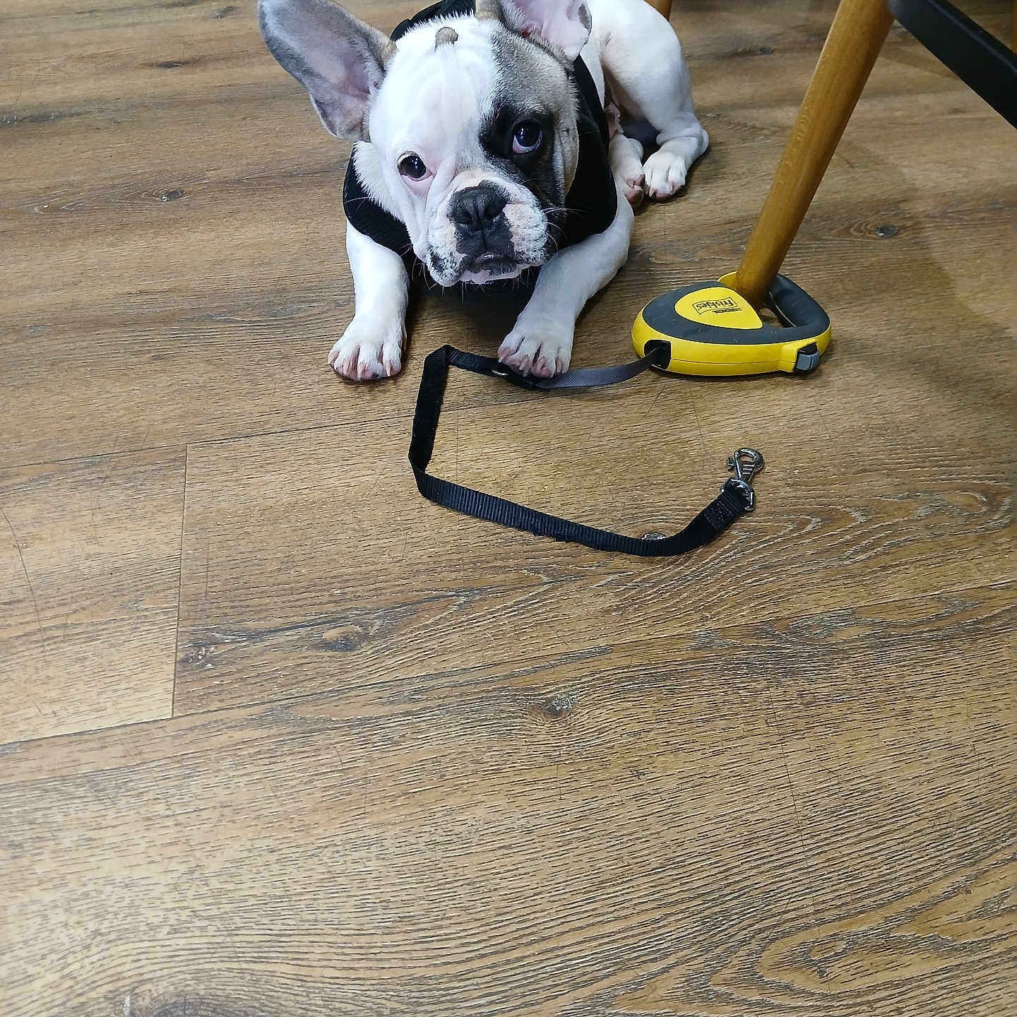 Winston participe au concours pour gagner de l'argent avec cette photo : accessories, animal, bostonbull, boxer, bulldog, canine, clothing, dog, footwear, frenchbulldog, hardwood, indoors, interiordesign, person, pet, pitbull, puppy, shoe, strap, wood