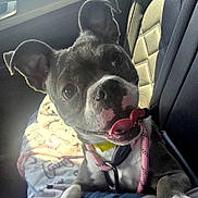 Mabel joined the competition — help win amazing prizes! dog, puppy, pet, car, car_seat, harness, leash, tongue, floppy_ears, black_and_white, close_up, portrait, funny, goofy, sitting, indoor, vehicle, sunlight, blanket, collar