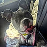 dog, puppy, pet, car, car_seat, harness, leash, tongue, floppy_ears, black_and_white, close_up, portrait, funny, goofy, sitting, indoor, vehicle, sunlight, blanket, collar
