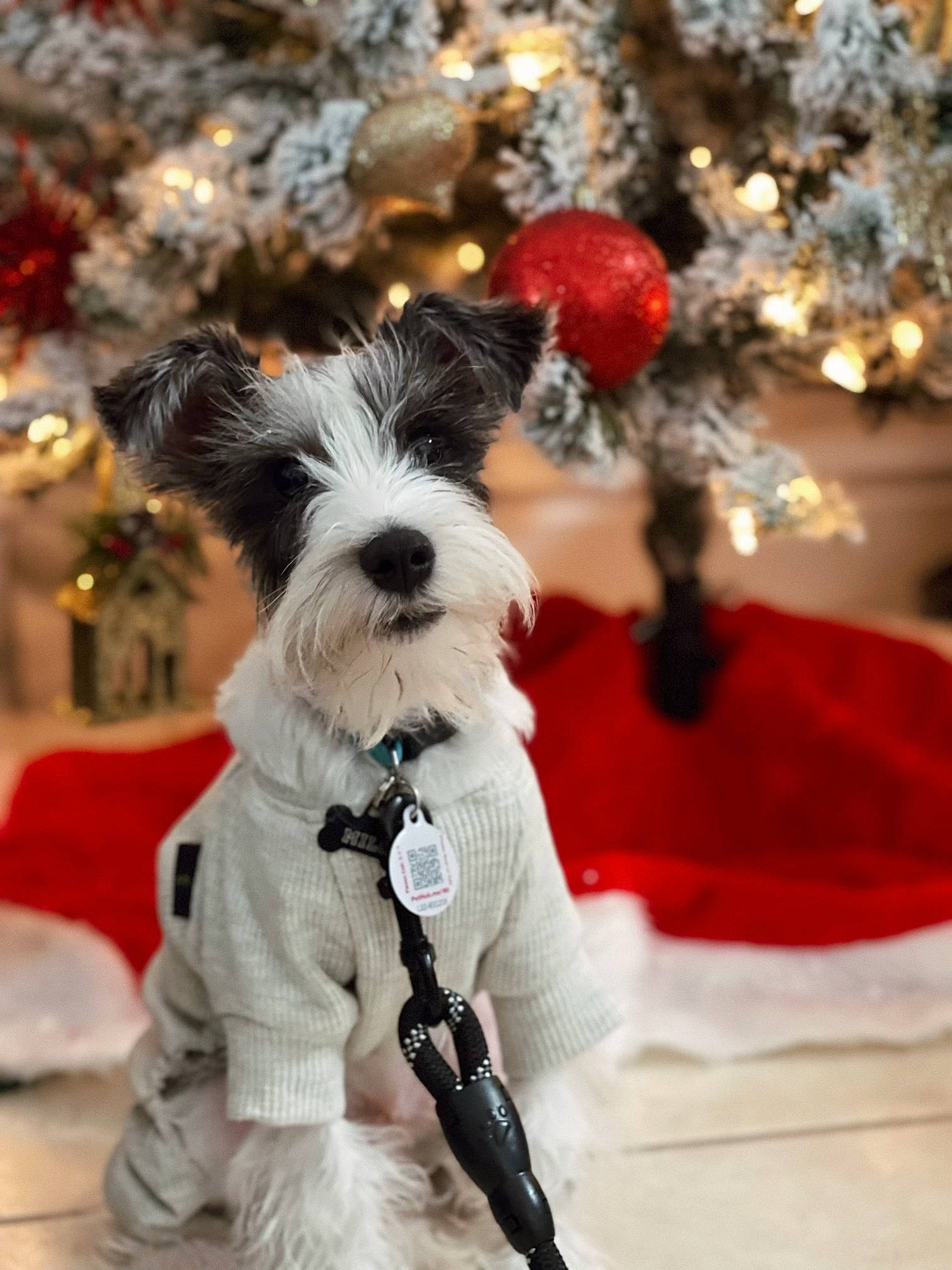 Milo joined the competition — help win amazing prizes! canidae, carnivore, christmas, collar, companion_dog, dog, dog_breed, dog_collar, dog_supply, event, fashion_accessory, fawn, fur, holiday, pet_supply, snout, sporting_group, standard_schnauzer, toy_dog, winter