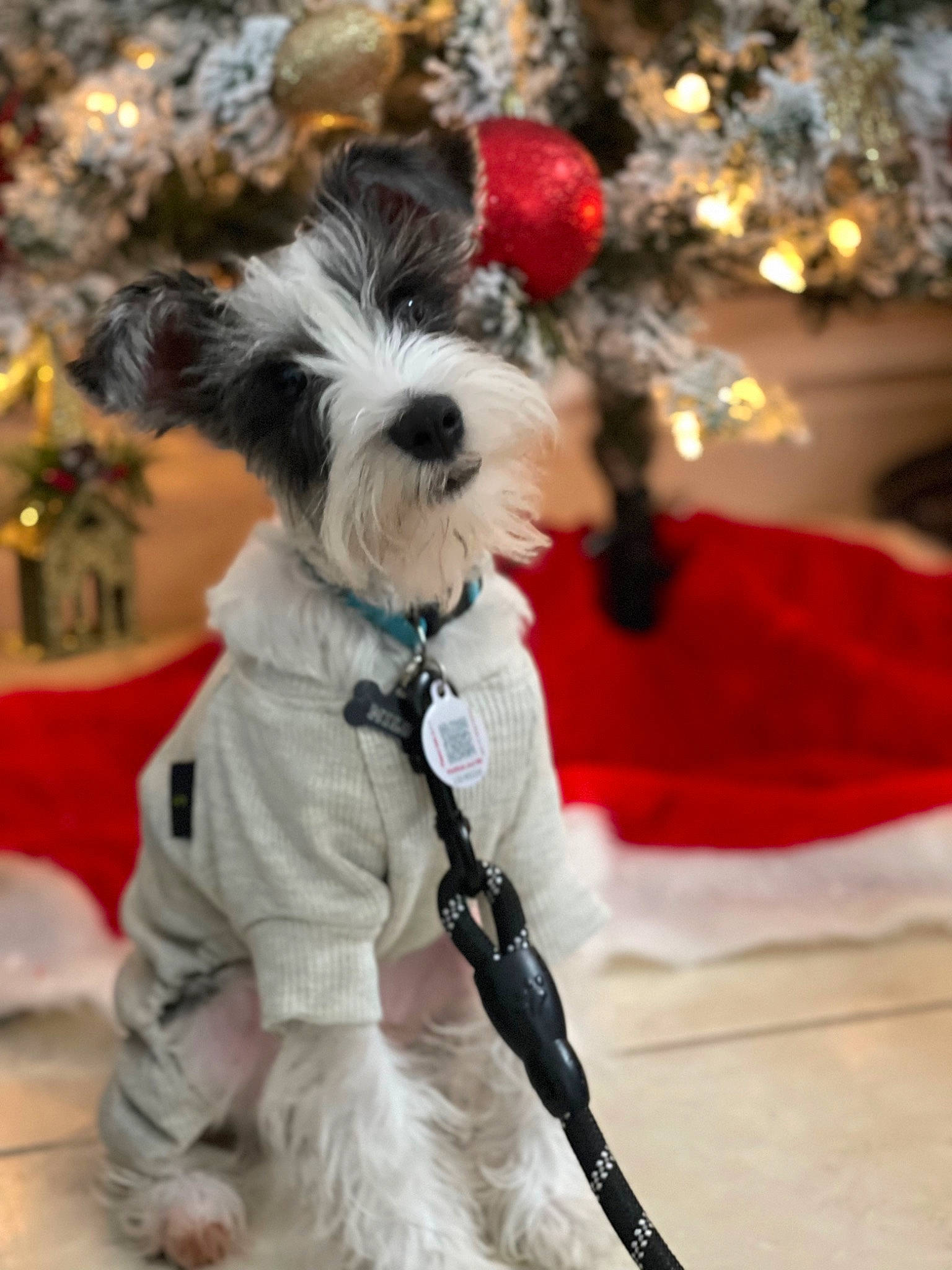 Milo is registered to the contest to win money with this photo: carmine, carnivore, collar, companion_dog, dog, dog_breed, dog_collar, dog_supply, event, fashion_accessory, fawn, fur, leash, pet_supply, small_terrier, snout, standard_schnauzer, tail, toy_dog, working_animal