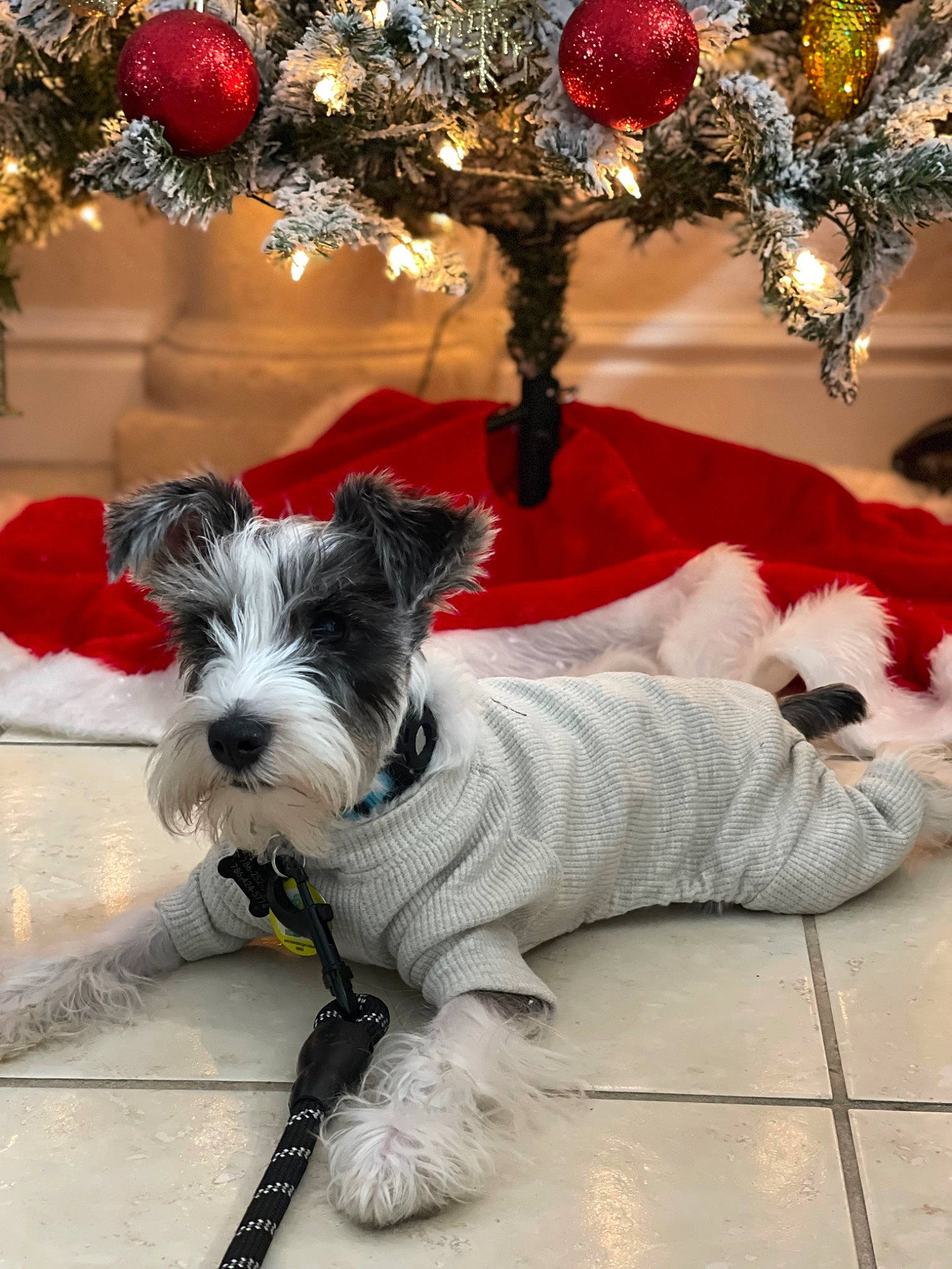 Milo joined the competition — help win amazing prizes! carnivore, christmas_decoration, christmas_ornament, christmas_tree, collar, companion_dog, decoration, dog, dog_breed, dog_collar, dog_supply, event, holiday, holiday_ornament, ornament, pet_supply, snout, standard_schnauzer, terrier, working_animal