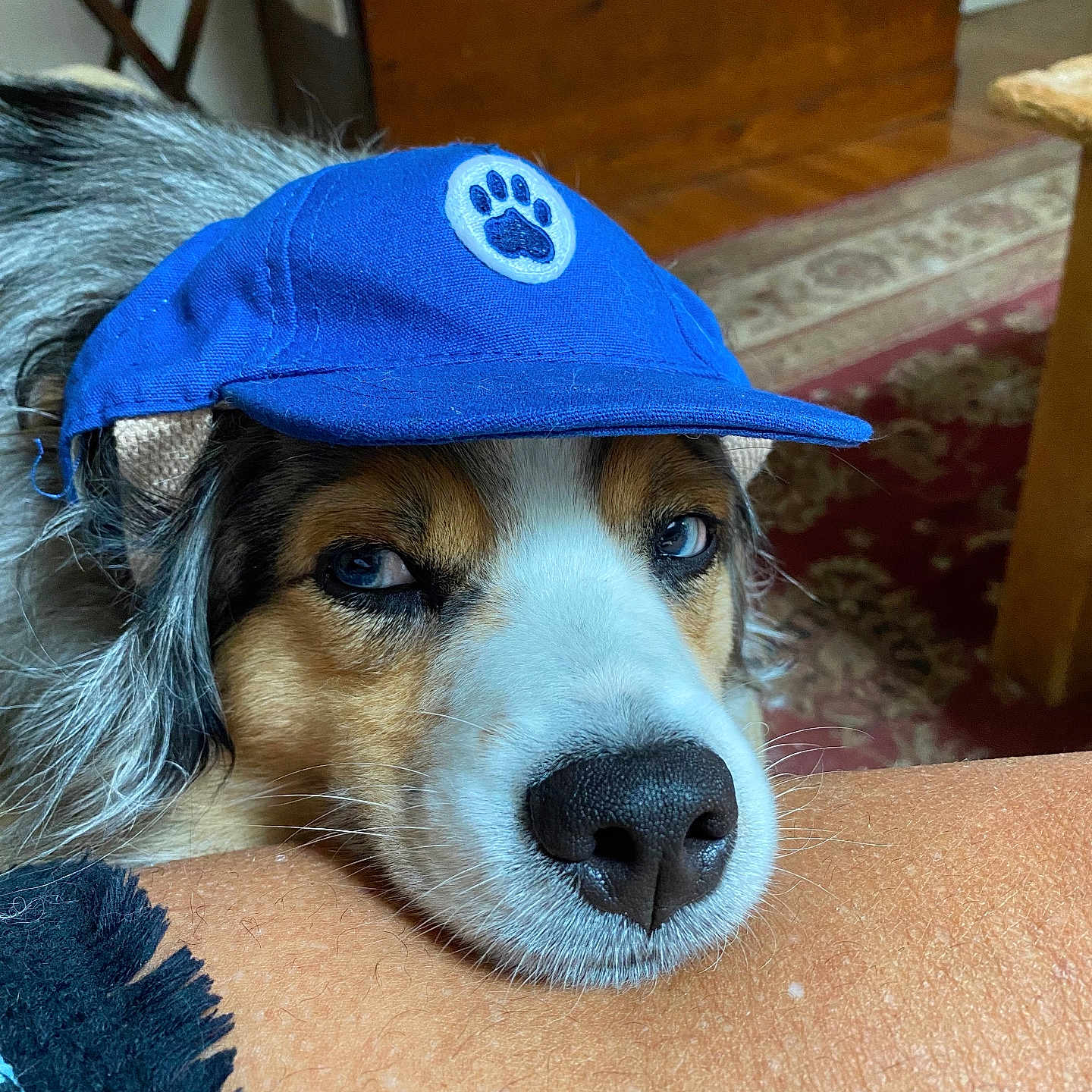 Bailey is registered to the contest to win money with this photo: animal, arm, blue_cap, casual, close_up, cozy, dog, eyes, face, fur, furniture, indoor, nose, paw_print, person, pet, portrait, resting, rug, wooden_floor