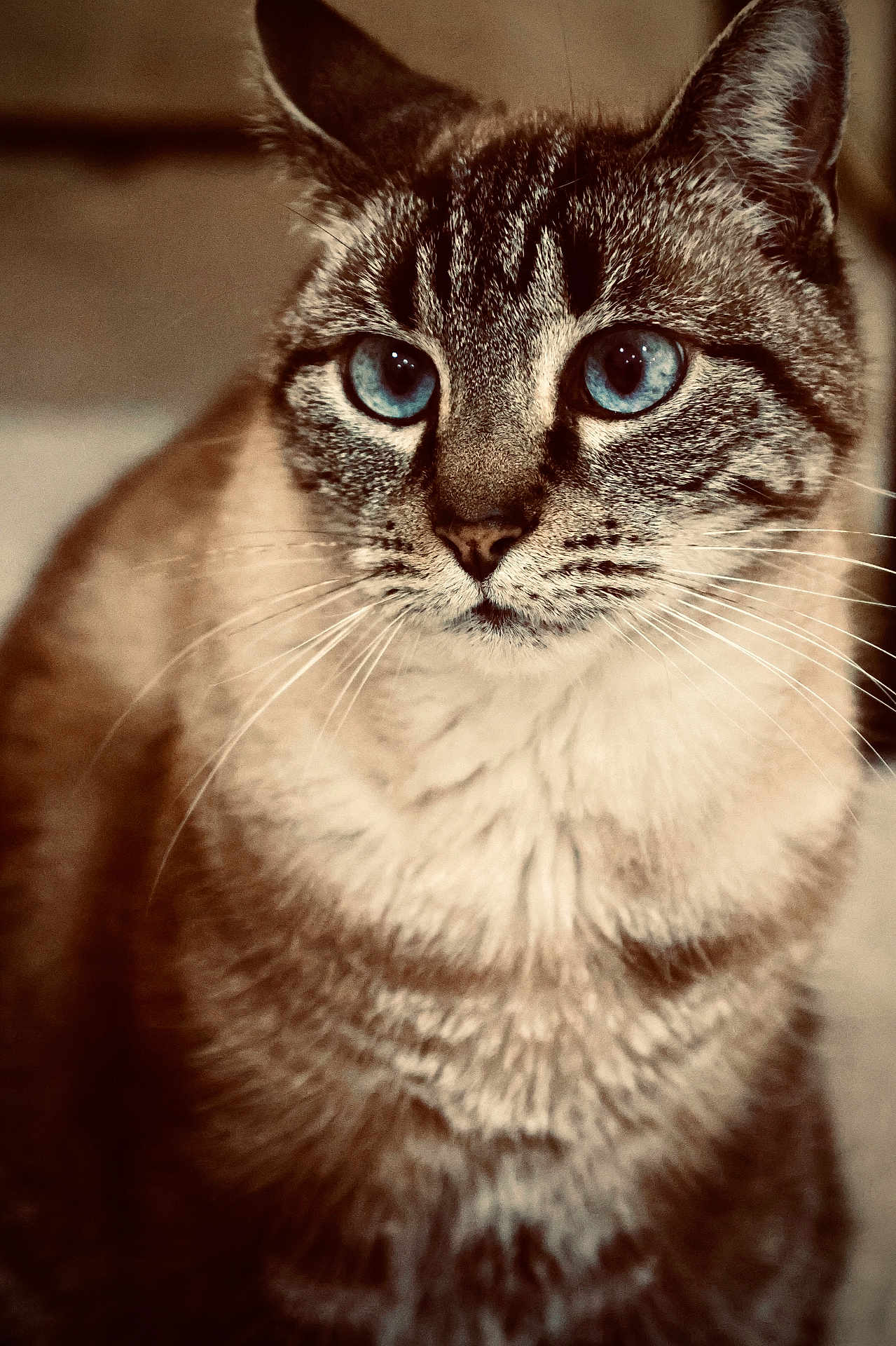 Olly participe au concours pour gagner de l'argent avec cette photo : cat, blue_eyes, fur, whiskers, close_up, portrait, animal, pet, cute, feline, indoor, mammal, tabby, face, ears, looking, soft_light, sitting, domestic_cat