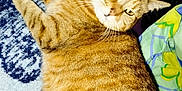 Lys a rejoint le concours — aidez-le/la à gagner de superbes lots ! animal, blanket, cat, closeup, cozy, cushion, cute, domestic, feline, fur, indoor, lying_down, pet, relaxed, resting, sleepy, striped, tabby, whiskers, yellow_eyes