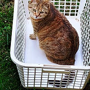 Lys a rejoint le concours — aidez-le/la à gagner de superbes lots ! animal, cat, curious, daylight, domestic, ears, feline, fur, grass, greenery, laundry_basket, nature, outdoor, pet, plastic, resting, tabby, tail, whiskers, white_basket