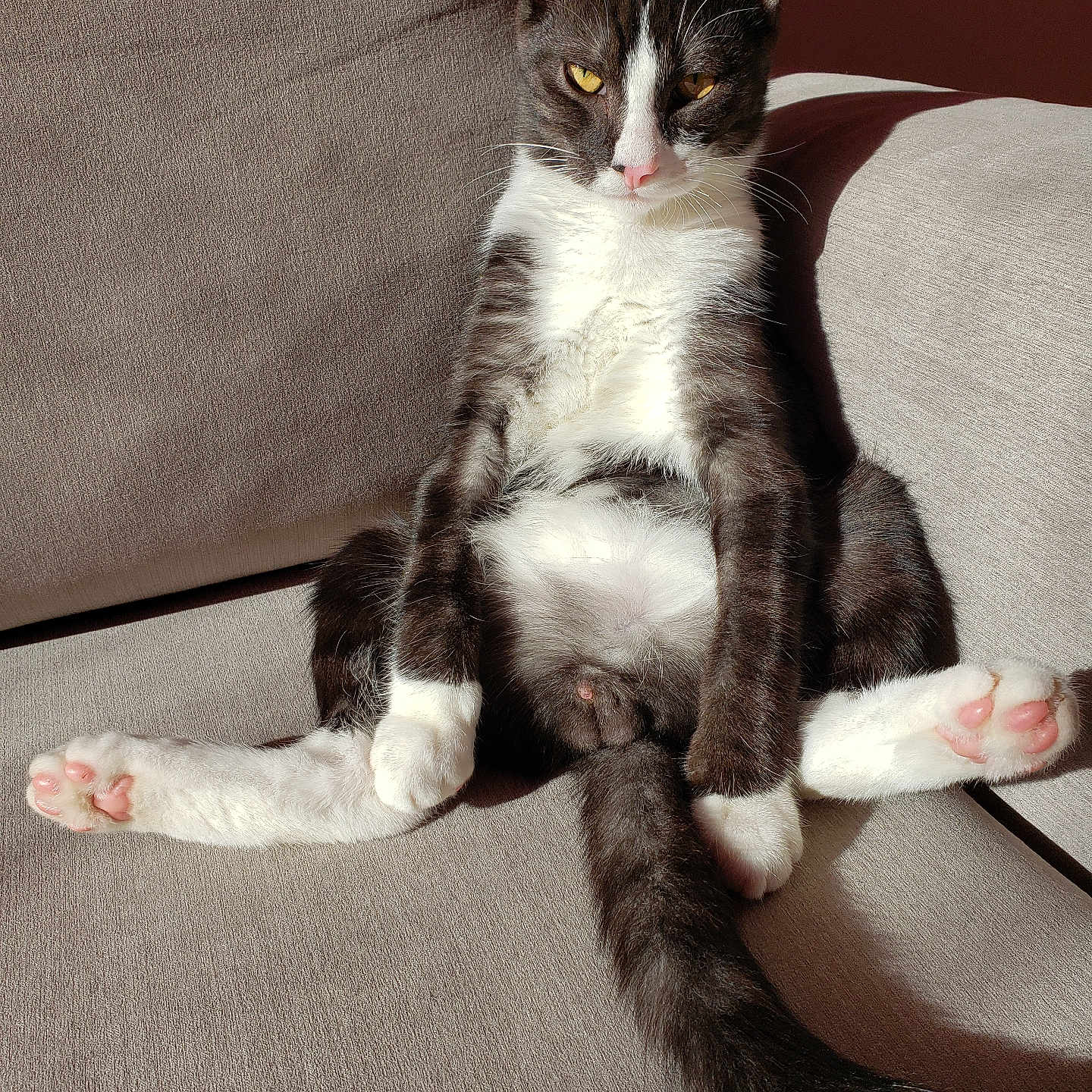 Titi participe au concours pour gagner de l'argent avec cette photo : abyssinian, animal, architecture, armchair, building, cat, chair, couch, cushion, furniture, hardwood, homedecor, indoors, kitten, livingroom, manx, pet, room, siamese, wood