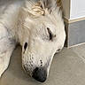 Moro a rejoint le concours — aidez-le/la à gagner de superbes lots ! animal, canine, close_up, companion, corner, dog, ear, floor, fur_texture, indoor, nose, paw, peaceful, pet, quiet, relaxation, resting, sleeping, tile, white_fur