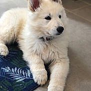Moro a rejoint le concours — aidez-le/la à gagner de superbes lots ! close_up, collar, cute, dog, domestic_animal, ear, eyes, fluffy, fur, home, indoor, laying_down, mat, nose, paw, pet, portrait, puppy, tile_floor, white_fur